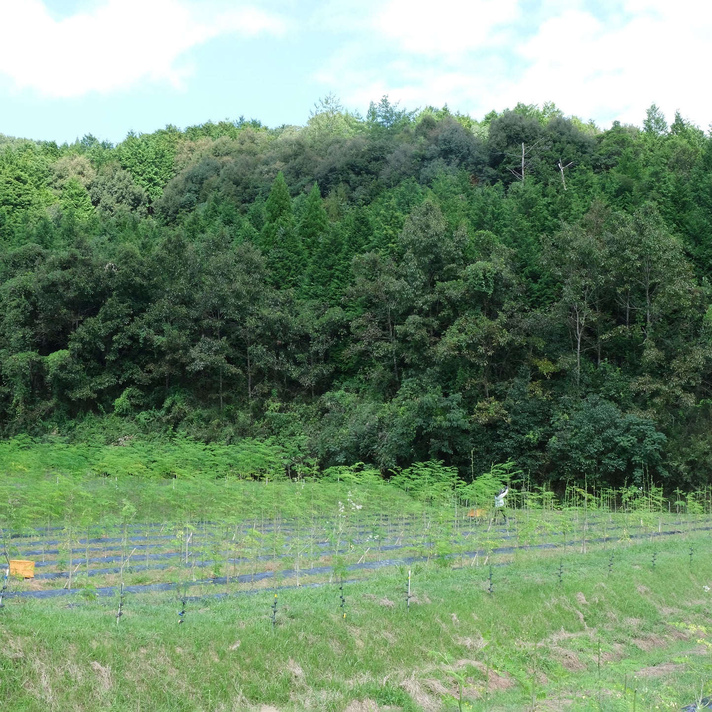 01/大分県産モリンガパウダー